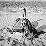 Taz a rejoint le concours — aidez-le/la à gagner de superbes lots ! dog, sand, beach, backpack, wooden_post, shadow, sunlight, outdoor, pet, canine, fur, sitting, leash, nature, calm, ripples, quiet, travel, rest, daytime