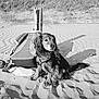 Taz participe au concours pour gagner de l'argent avec cette photo : dog, sand, beach, backpack, wooden_post, outdoor, nature, sunlight, shadow, fur, animal, pet, sitting, rippled_sand, calm, canine, leash, quiet, monochrome, dune