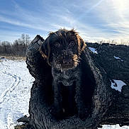 Bella joined the competition — help win amazing prizes! adventure, animal, bark, blue_sky, curious, daylight, dog, field, forest, hole, nature, outdoor, pet, sky, snout, snow, snowy, sunlight, tree_trunk, winter