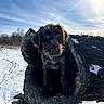 adventure, animal, bark, blue_sky, curious, daylight, dog, field, forest, hole, nature, outdoor, pet, sky, snout, snow, snowy, sunlight, tree_trunk, winter