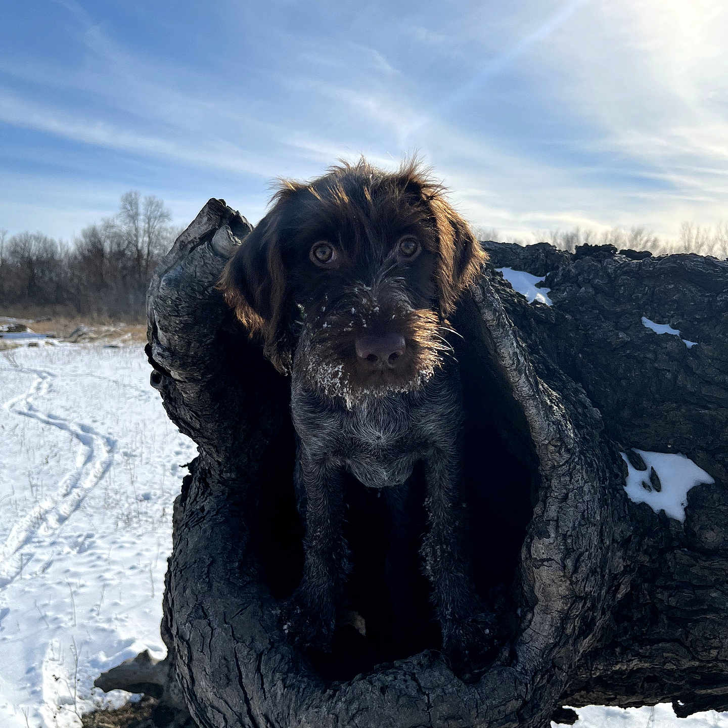 Bella
