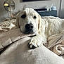 Reggie is registered to the contest to win money with this photo: dog, golden_retriever, bed, blanket, paw, resting, indoor, cozy, soft, fur, relaxed, home, furniture, fan, television, candle, comfort, animal, pet, laying