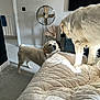 Reggie joined the competition — help win amazing prizes! dog, golden_retriever, bed, blanket, carpet, fan, indoor, living_room, furniture, pet, animal, curious, light, fur, cozy, home_decor, pampas_grass, relaxation, two_dogs, quiet