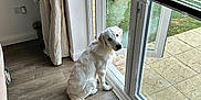 Reggie joined the competition — help win amazing prizes! dog, white_dog, pet, indoor, glass_door, curtain, floor, wooden_floor, window_blinds, garden, grass, fence, canine, looking_outside, sitting, domestic_animal, natural_light, home_interior, quiet, calm