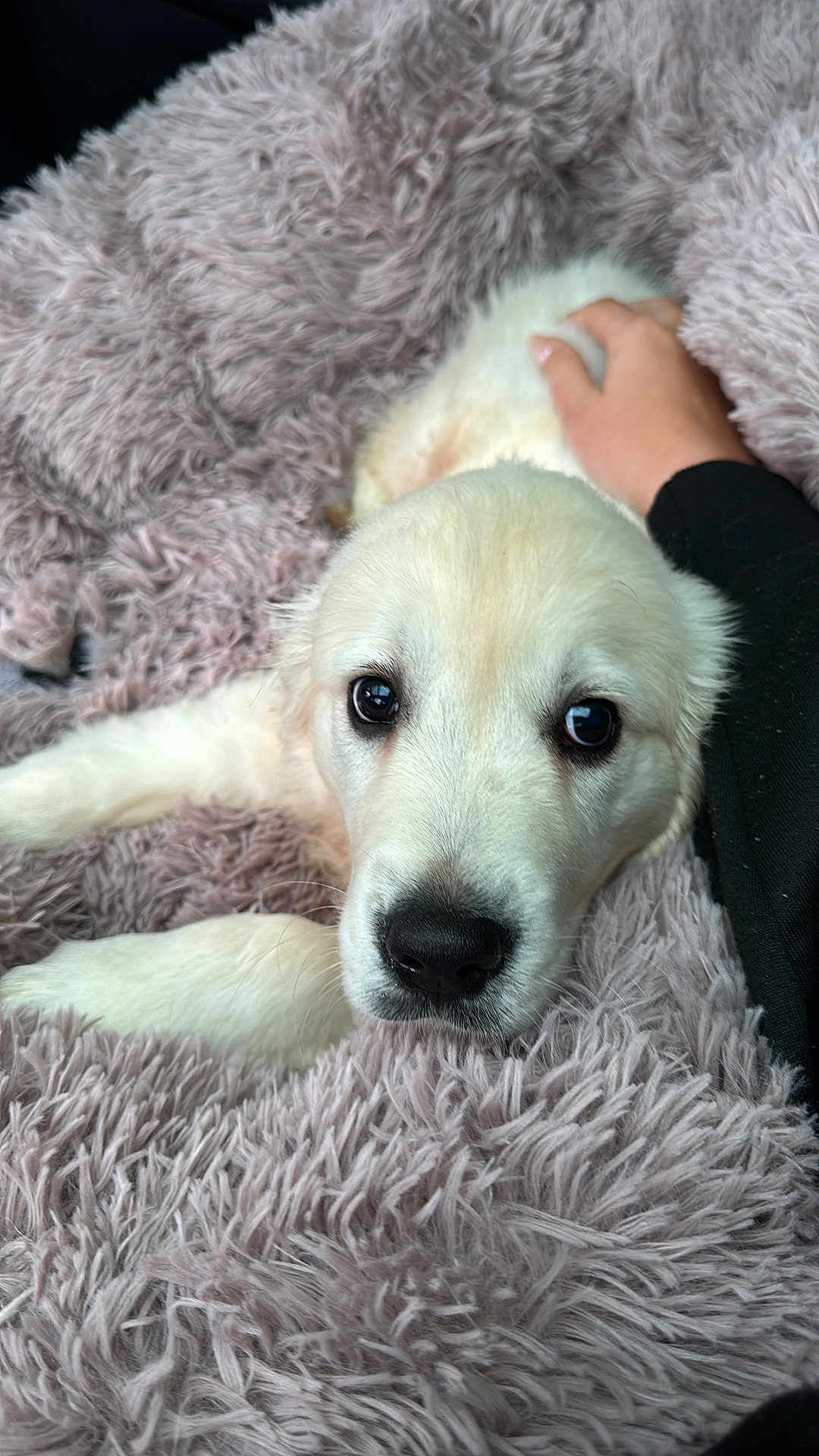 Reggie