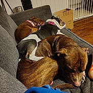 Cowgirl is registered to the contest to win money with this photo: dog, sleeping, couch, brown_dog, black_and_white_dog, collar, indoor, wooden_floor, baby_gate, cardboard_box, pile, resting, pet, cozy, fur, napping, furniture, home, relaxing, companion