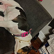 Cowgirl joined the competition — help win amazing prizes! black_and_white, canine, chain, collar, couch, cozy, decorative_candle, dog, domestic_animal, furniture, home, indoor, pet, pink_collar, quiet, relaxing, resting, sleeping, textile, wood_floor