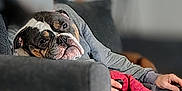 Cowgirl joined the competition — help win amazing prizes! blurred_background, bulldog, casual, comfort, companion, couch, cozy, dog, gray, hand, indoor, living_room, person, pet, red_blanket, relaxing, remote_control, resting, seated, sofa