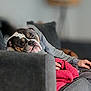 blurred_background, bulldog, casual, comfort, companion, couch, cozy, dog, gray, hand, indoor, living_room, person, pet, red_blanket, relaxing, remote_control, resting, seated, sofa