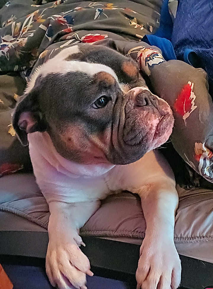 Cowgirl joined the competition — help win amazing prizes! bulldog, dog, pet, animal, couch, blanket, patterned_blanket, paws, face, wrinkles, fur, indoor, resting, closeup, cozy, comfort, relaxed, mammal, companion, cute