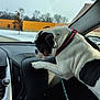 Cowgirl joined the competition — help win amazing prizes! dog, bulldog, car_interior, dashboard, collar, leash, snow, winter, tree, building, window, side_mirror, pet, animal, canine, curious, leather, seat, road, daytime