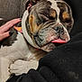 Cowgirl is registered to the contest to win money with this photo: animal, bulldog, calm, close_up, companion, couch, cozy, cute, dog, domestic, furry, hand, indoor, napping, pet, relaxing, resting, sleeping, snuggling, tongue_out