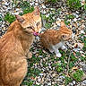 Mimi a rejoint le concours — aidez-le/la à gagner de superbes lots ! cat, kitten, animal, ginger_cat, pet, outdoor, nature, rocks, plants, greenery, fur, cute, family, mammal, small, licking, whiskers, sitting, ground, young