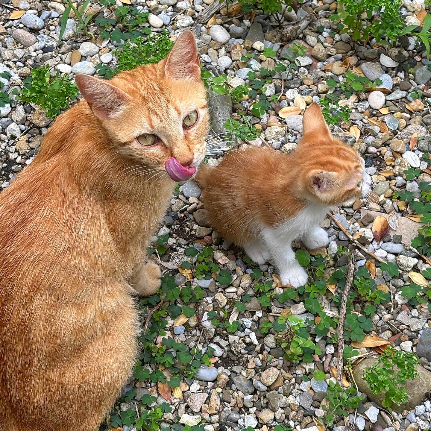 Mimi a rejoint le concours — aidez-le/la à gagner de superbes lots ! cat, kitten, animal, ginger_cat, pet, outdoor, nature, rocks, plants, greenery, fur, cute, family, mammal, small, licking, whiskers, sitting, ground, young