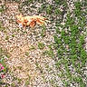 cat, orange_cat, outdoor, gravel, plants, sunlight, animal, relaxing, nature, group, pet, fur, mammal, resting, daylight, wildlife, ground, laying, greenery, sunbathing