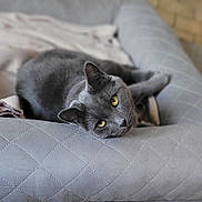 Ulys participe au concours pour gagner de l'argent avec cette photo : cat, gray_cat, yellow_eyes, pet, animal, indoor, cushion, quilted_pattern, relaxed, feline, close_up, resting, soft_light, cozy, domestic, cute, whiskers, ears, head, portrait