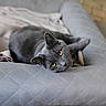 cat, gray_cat, yellow_eyes, pet, animal, indoor, cushion, quilted_pattern, relaxed, feline, close_up, resting, soft_light, cozy, domestic, cute, whiskers, ears, head, portrait