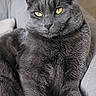 Ulys a rejoint le concours — aidez-le/la à gagner de superbes lots ! cat, gray_cat, yellow_eyes, pet, feline, animal, indoor, couch, furniture, relaxed, resting, close_up, whiskers, ears, fur, portrait, domestic_animal, seated, cozy, calm