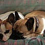 animal, brown, calm, collar, companion, cozy, cute, dog, domestic_animal, friendship, fur, indoors, pet, plaid_blanket, relaxing, resting, sleeping, snuggling, sunlight, tan