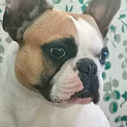 Poopy a rejoint le concours — aidez-le/la à gagner de superbes lots ! animal, background, black_patch, brown_fur, canine, close_up, companion, cute, dog, domestic_animal, ears, face, french_bulldog, fur, indoor, leaf_pattern, muzzle, pet, portrait, white_fur