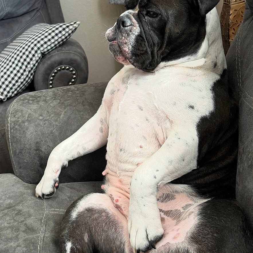 Chulita is registered to the contest to win money with this photo: black_and_white, canine, cat_tree, companion, couch, cute, dog, domestic_animal, ear, fur, furniture, indoor, living_room, nose, paw, pet, pillow, relaxed, resting, sitting