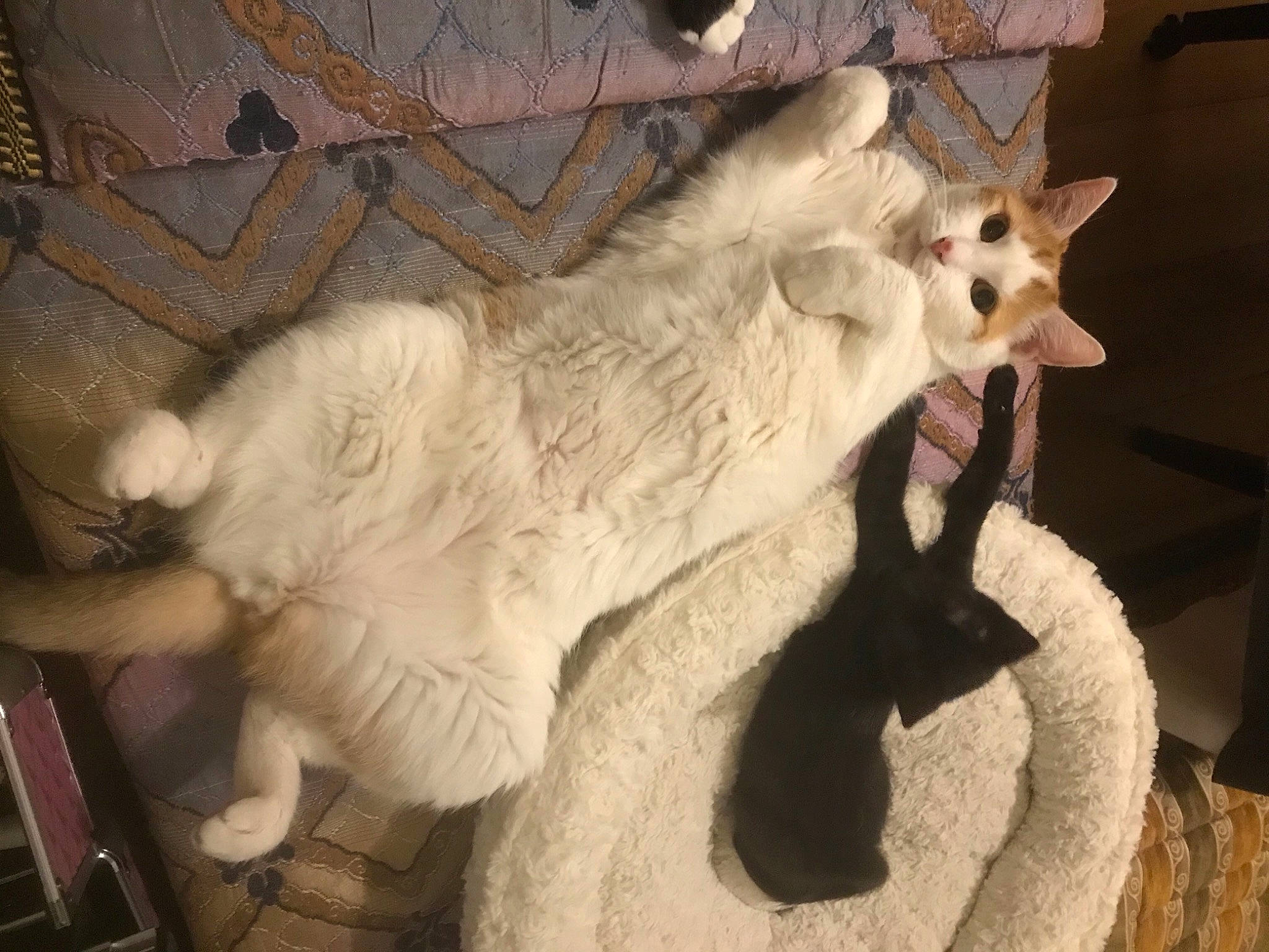 Pilou participe au concours pour gagner de l'argent avec cette photo : aegean_cat, asian, carnivore, cat, fawn, felidae, fur, khao_manee, mammal, small_to_medium_sized_cats, tail, turkish_angora, turkish_van, whiskers