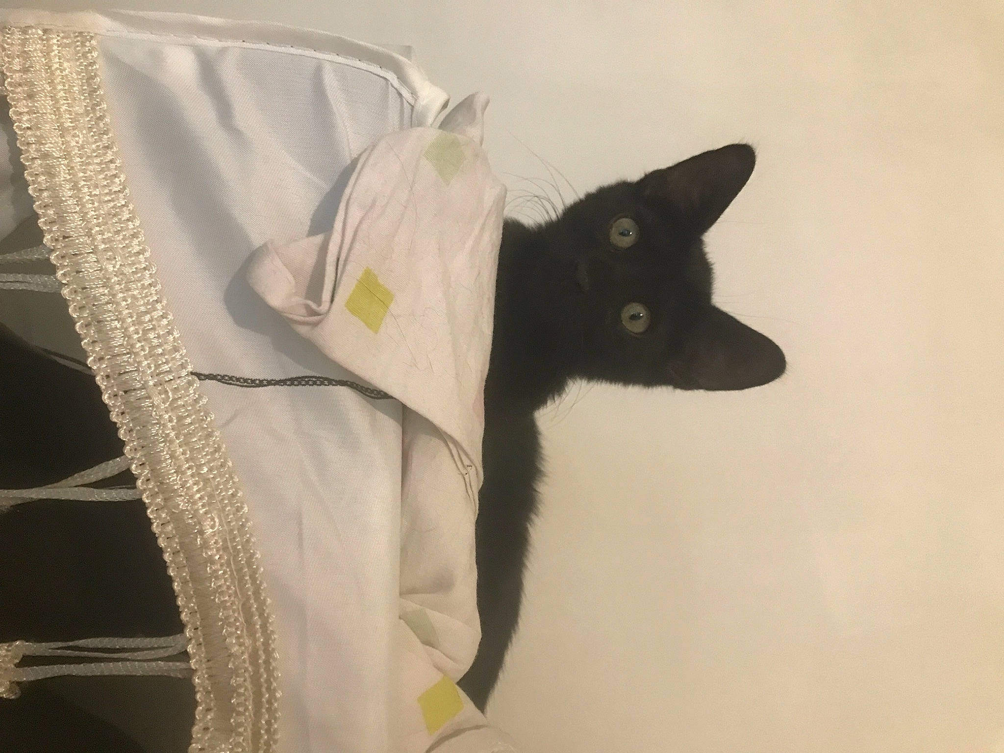 Pilou a rejoint le concours — aidez-le/la à gagner de superbes lots ! black_cat, carnivore, cat, felidae, linens, small_to_medium_sized_cats, tail, white