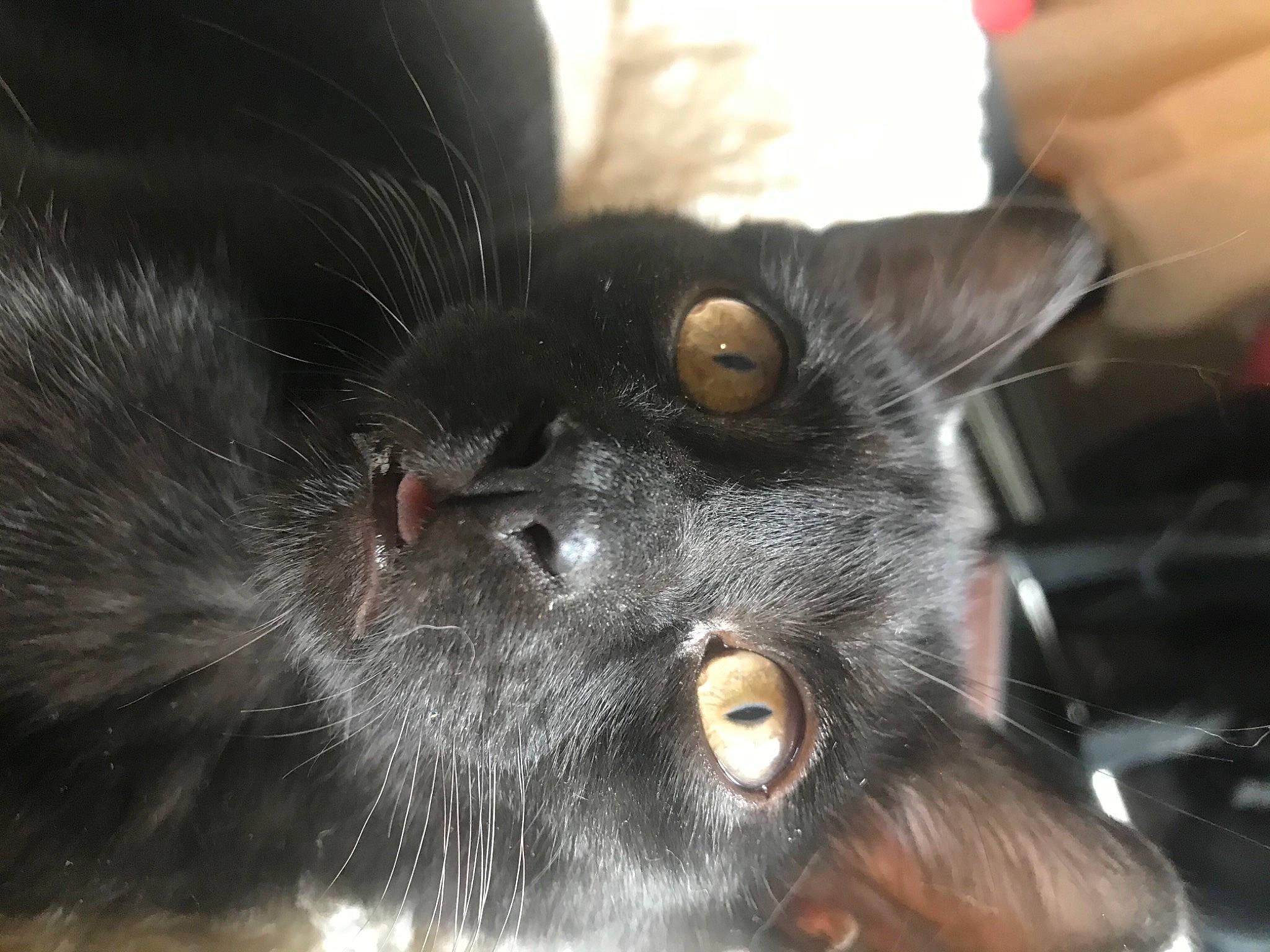 Pilou participe au concours pour gagner de l'argent avec cette photo : black_cat, carnivore, cat, domestic_long_haired_cat, felidae, fur, kitten, small_to_medium_sized_cats, snout, whiskers