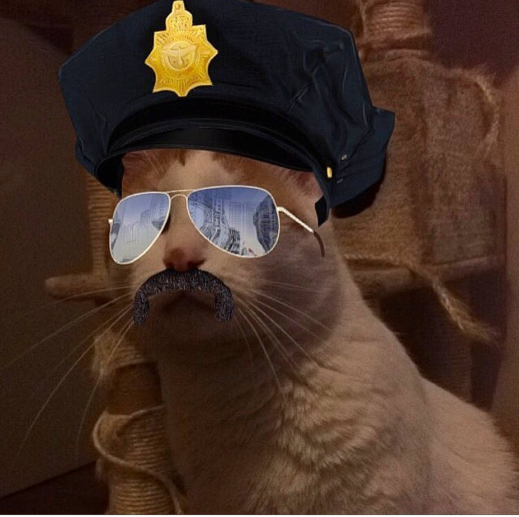 Soussou participe au concours pour gagner de l'argent avec cette photo : beard, cap, cat, cool, eyewear, facial_hair, felidae, glasses, hair, hairstyle, hat, headgear, moustache, nose, photography, selfie, small_to_medium_sized_cats, snout, sunglasses, whiskers