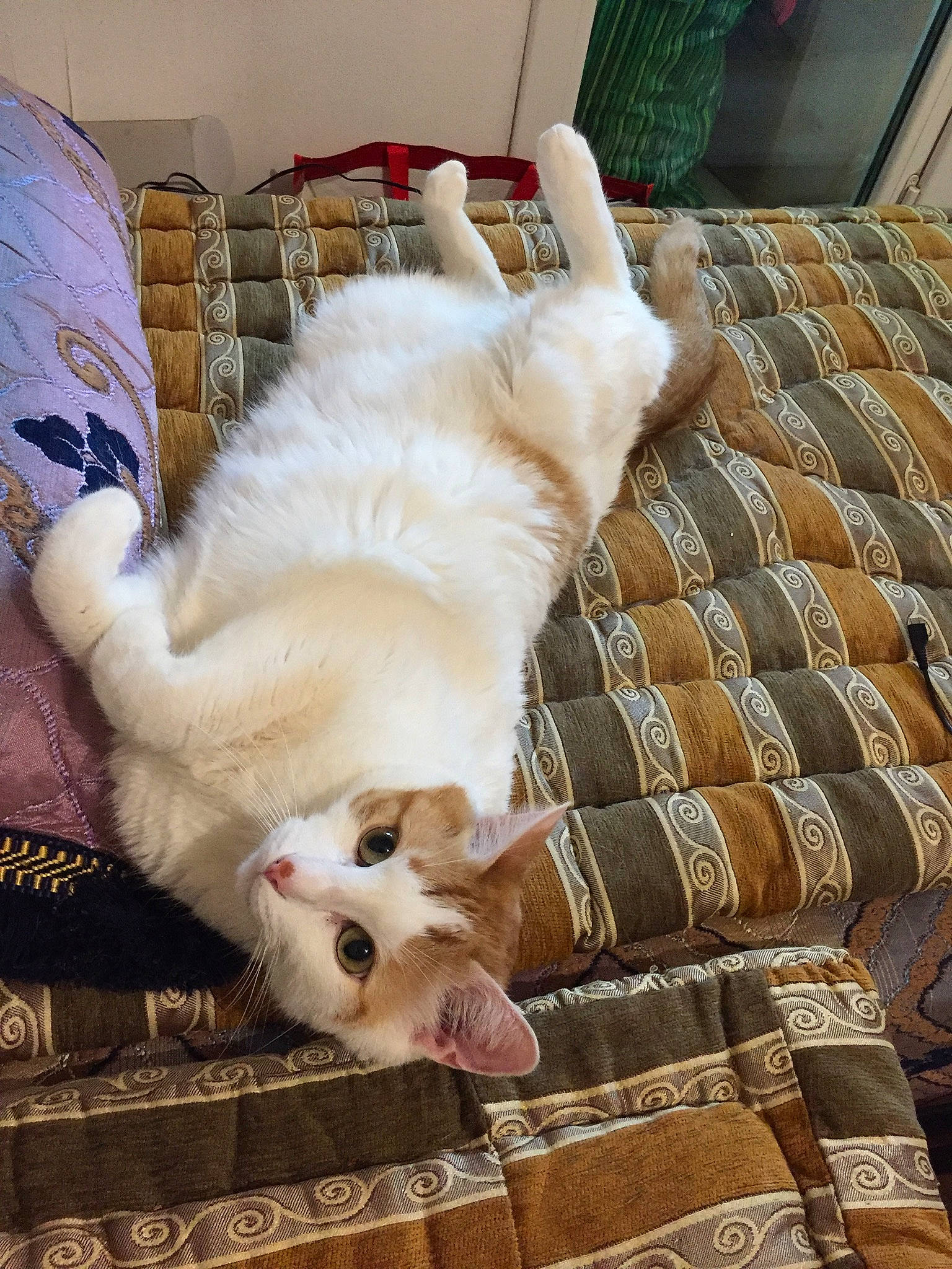 Soussou participe au concours pour gagner de l'argent avec cette photo : canidae, carnivore, cat, companion_dog, dog, dog_breed, fawn, felidae, fur, kitten, mammal, paw, puppy, ragdoll, small_to_medium_sized_cats, tail, turkish_van, whiskers