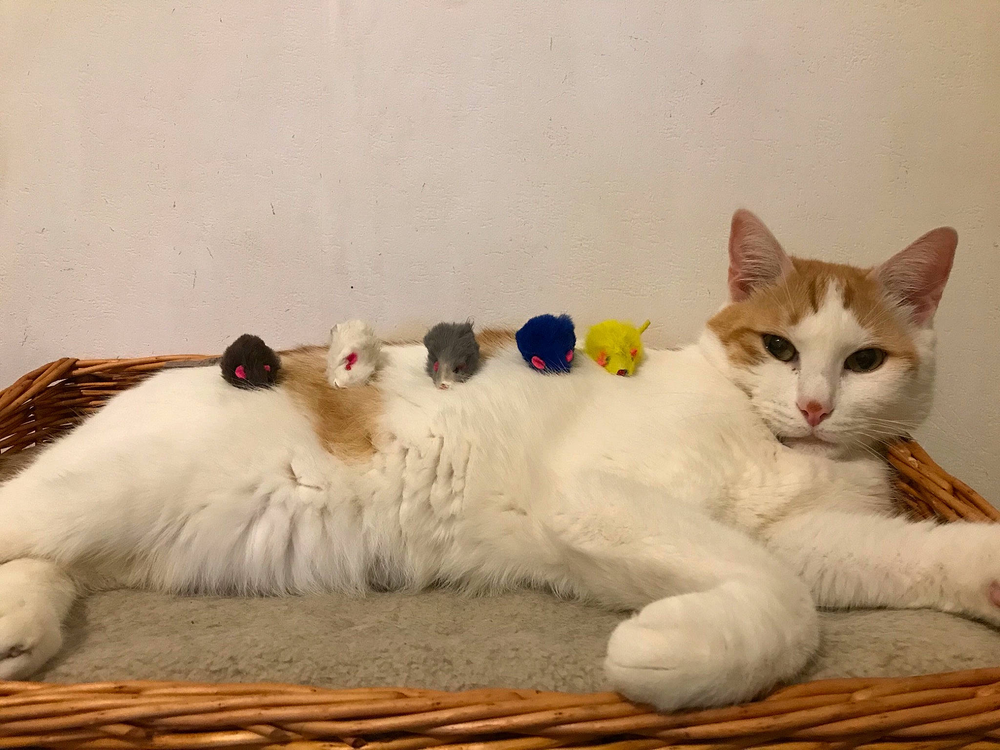 Soussou a rejoint le concours — aidez-le/la à gagner de superbes lots ! aegean_cat, carnivore, cat, domestic_long_haired_cat, domestic_short_haired_cat, felidae, japanese_bobtail, kitten, mammal, ojos_azules, paw, polydactyl_cat, ragamuffin, ragdoll, small_to_medium_sized_cats, tail, turkish_angora, turkish_van, vertebrate, whiskers