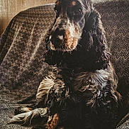Tess participe au concours pour gagner de l'argent avec cette photo : animal, black_and_tan, cocker_spaniel, companion, couch, curly_hair, cute, dog, fabric, fur, furniture, home, indoor, natural_light, pattern, pet, portrait, relaxed, sitting, window