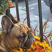 Sadie joined the competition — help win amazing prizes! dog, french_bulldog, flowers, yellow_flowers, orange_flowers, collar, outdoor, urban, plants, street, sidewalk, parked_car, pet, animal, closeup, nature, colorful, resting, calm, daytime