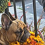 dog, french_bulldog, flowers, yellow_flowers, orange_flowers, collar, outdoor, urban, plants, street, sidewalk, parked_car, pet, animal, closeup, nature, colorful, resting, calm, daytime