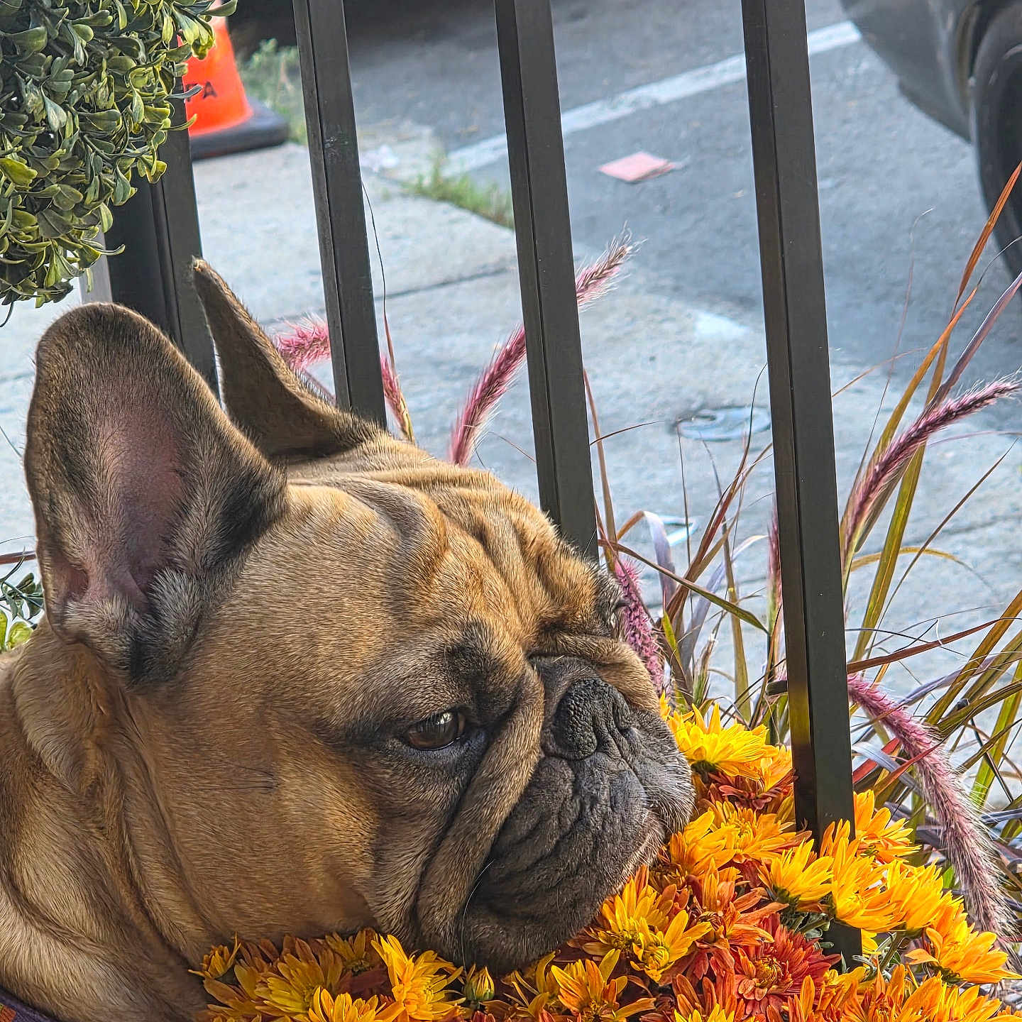 Sadie joined the competition — help win amazing prizes! animal, calm, closeup, collar, colorful, daytime, dog, flowers, french_bulldog, nature, orange_flowers, outdoor, parked_car, pet, plants, resting, sidewalk, street, urban, yellow_flowers