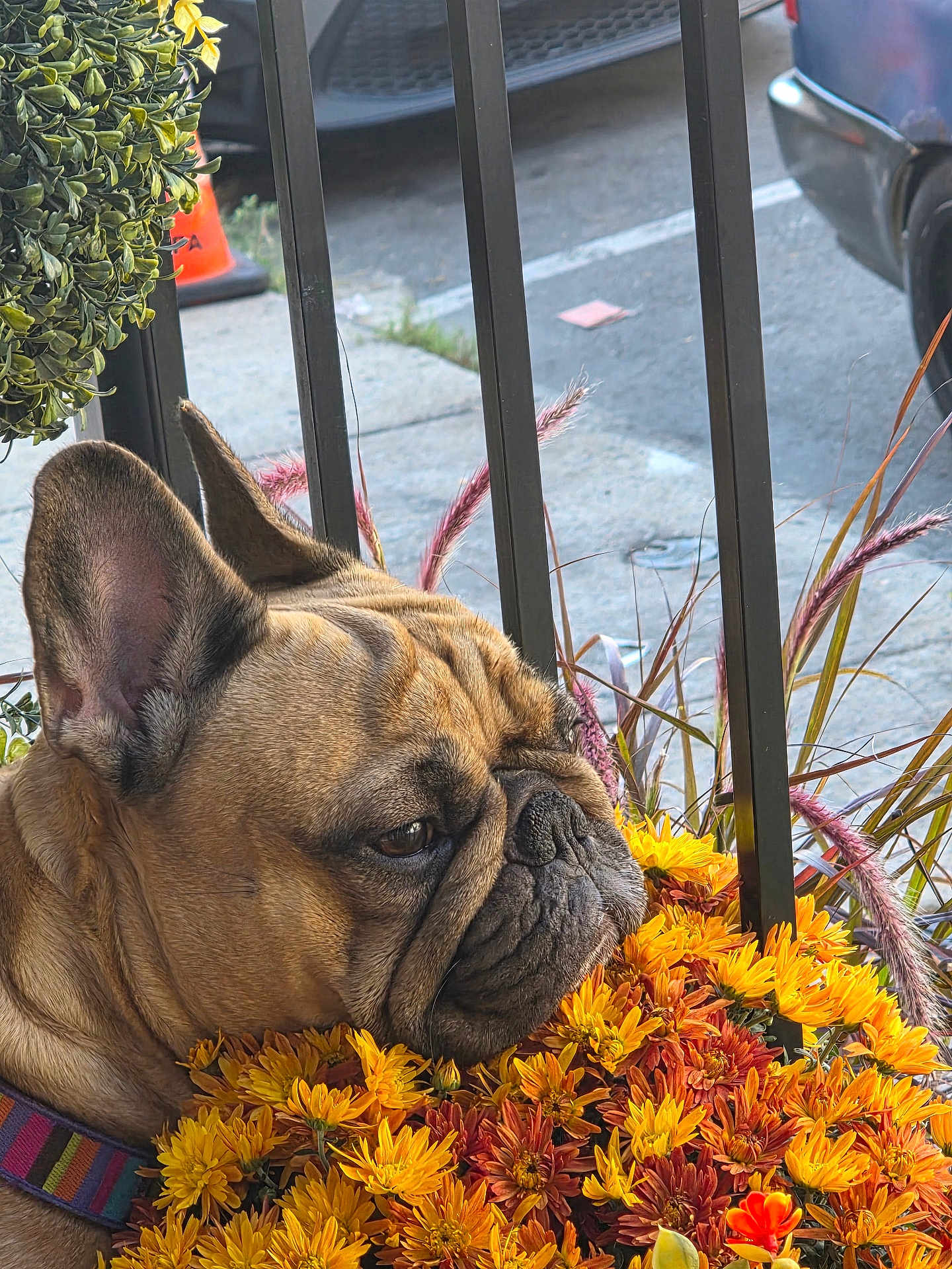 Sadie joined the competition — help win amazing prizes! dog, french_bulldog, flowers, yellow_flowers, orange_flowers, collar, outdoor, urban, plants, street, sidewalk, parked_car, pet, animal, closeup, nature, colorful, resting, calm, daytime