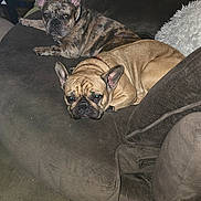 Sadie And Winston is registered to the contest to win money with this photo: animal, architecture, building, bulldog, canine, chair, couch, dog, frenchbulldog, furniture, indoors, interiordesign, livingroom, person, pet, pitbull, pug, puppy, room, sleeping