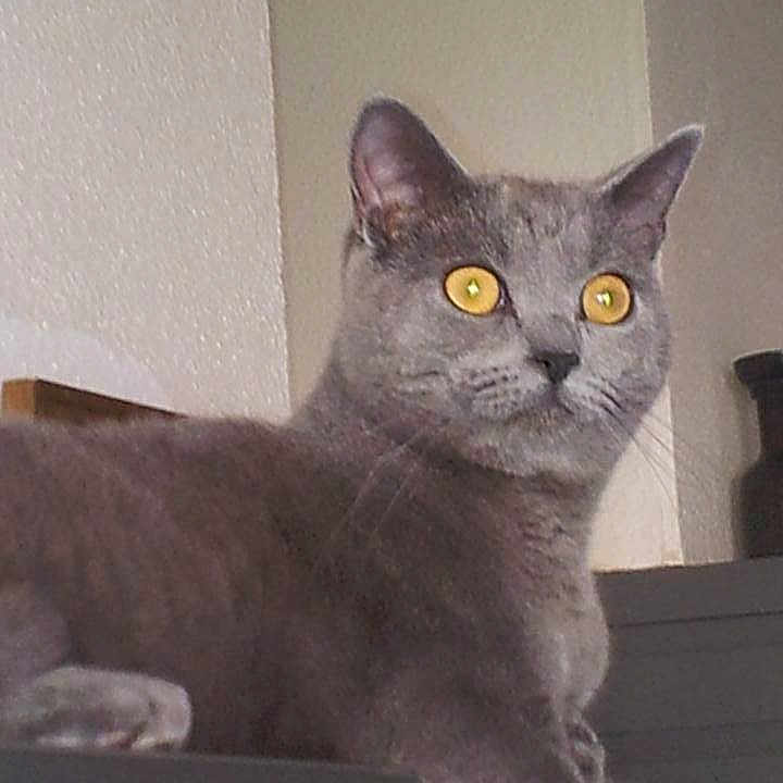 Napoleon