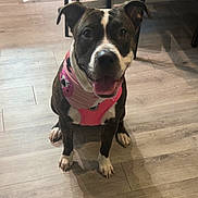 Ava joined the competition — help win amazing prizes! dog, pet, indoor, floor, wooden_floor, sitting, happy, smiling, pink_harness, animal, canine, ears, face, paws, looking_up, domestic_animal, companion, friendly, cute, shadow