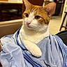 Tiger joined the competition — help win amazing prizes! cat, ginger_cat, white_cat, pet, animal, feline, portrait, close_up, whiskers, ears, eyes, pink_nose, paw, fur, blue_jacket, clothing, indoors, home, warm_lighting, sitting