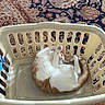 Tiger is registered to the contest to win money with this photo: cat, orange_and_white, pet, animal, laundry_basket, basket, lying_down, sleeping, relaxed, playful, upside_down, paws, tail, fur, indoor, rug, patterned, home, cozy, photography