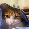 cat, ginger_cat, white_cat, pet, animal, feline, closeup, portrait, face, whiskers, eyes, nose, fur, orange_fur, white_fur, blanket, blue_blanket, cozy, indoor, hiding