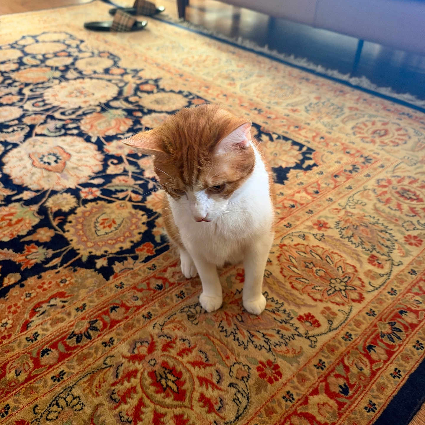 Tiger joined the competition — help win amazing prizes! cat, ginger_cat, white_cat, sitting, indoors, living_room, rug, persian_rug, sofa, furniture, home, floor, portrait, pet, animal, whiskers, ears, paws, orange_and_white, cozy