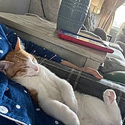 Tiger joined the competition — help win amazing prizes! cat, orange_cat, white_cat, sleeping, relaxed, lying_down, upside_down, raised_paw, paw, whiskers, pink_nose, fur, pet, couch, blanket, living_room, indoor, furniture, sunlight, cozy