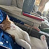 cat, orange_cat, white_cat, sleeping, relaxed, lying_down, upside_down, raised_paw, paw, whiskers, pink_nose, fur, pet, couch, blanket, living_room, indoor, furniture, sunlight, cozy