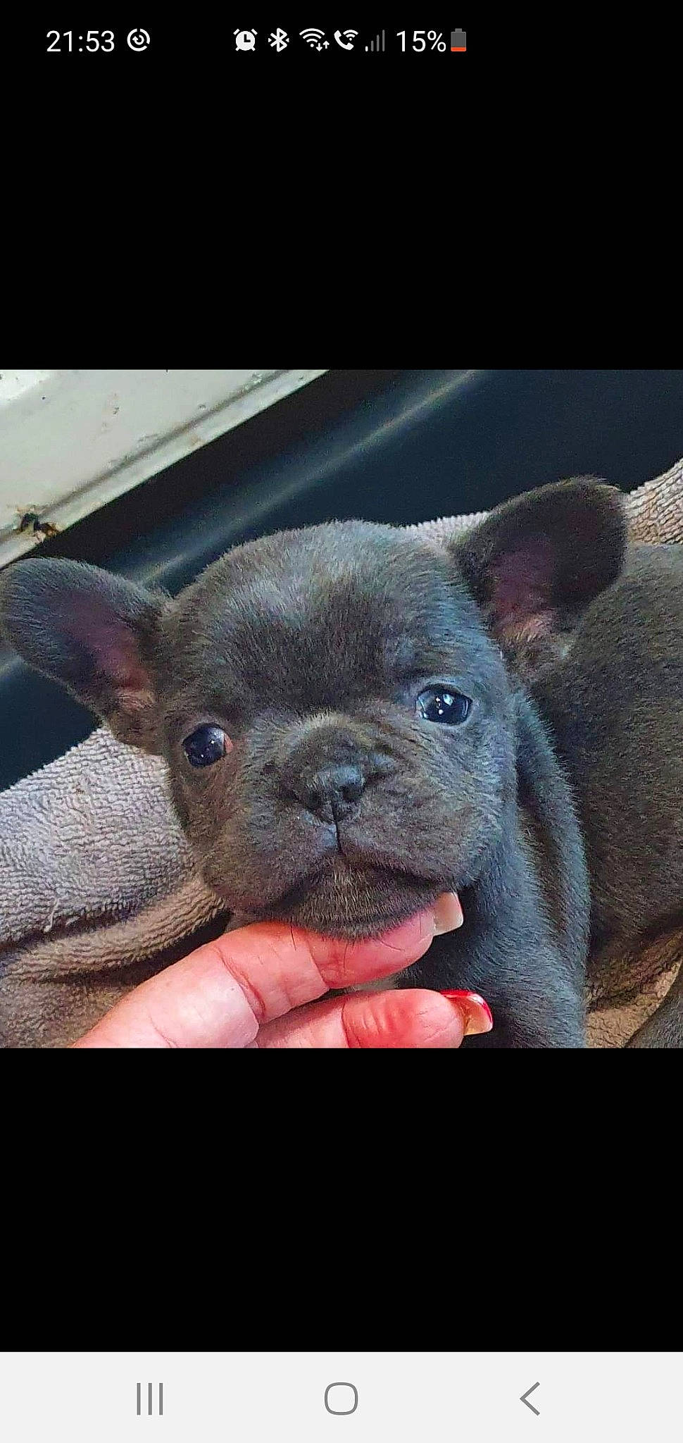 Louie is registered to the contest to win money with this photo: companion_dog, dog_breed, ear, electric_blue, fawn, flesh, fur, non_sporting_group, puppy, snout, terrestrial_animal, whiskers, working_animal, wrinkle