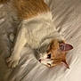 cat, orange_cat, white_cat, pet, animal, indoor, bed, sheet, resting, relaxing, fur, whiskers, ears, paws, cute, domestic_cat, feline, sleepy, cozy, home
