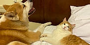 Fígaro joined the competition — help win amazing prizes! dog, cat, bed, white_bedding, wooden_headboard, fluffy, orange_and_white_cat, brown_and_white_dog, pet, indoor, resting, animal_companions, cute, domestic_animals, furry, relaxed, cozy, sleeping_area, cute_pets, household