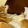 dog, cat, bed, white_bedding, wooden_headboard, fluffy, orange_and_white_cat, brown_and_white_dog, pet, indoor, resting, animal_companions, cute, domestic_animals, furry, relaxed, cozy, sleeping_area, cute_pets, household