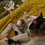 cat, calico_cat, white_cat, orange_cat, sleeping, snuggling, pet, animal, fur, whiskers, paw, blanket, yellow_blanket, indoor, cozy, relaxation, closeup, cute, domestic_animal, resting